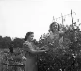 Koloniträdgården. 1943