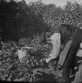 Koloniträdgården. 1943