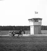 Travet 14/3 1943.

Fjärde söndagen, i första meetinget.
Lopp 2: Queen Duffy vinner före Gaylanté.
Lopp 4: Vinnare: Faney Glow

