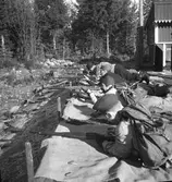 Kooprationsfältskytte

arrangerat av Aftonbladet och skarpskytteföreningen. 1943