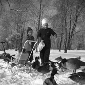 Två flickor matar änder. 1943