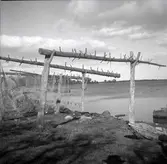 Fiskeredskap vid strandkanten vid Björnö.