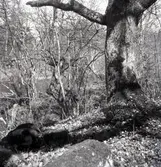 En ek i Lilla Fighult.