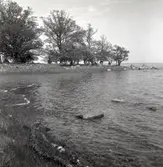 Ekar på Storön i Värnanäs. Kor betar på udden.