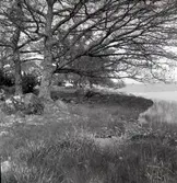 Ekar på Storön i Värnanäs.