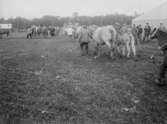 Lantbruksmöte 1931. Visning av hästar med mera. Hästar och folk runtomkring.