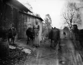 Kor på väg in i ladugården.