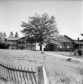 Arbrå,
Tomta gård,
Juni 1971