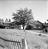 Arbrå,
Tomta gård,
Juni 1971