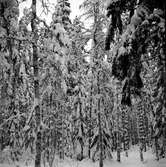 Snö på skogen,
24 December 1965