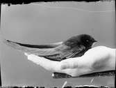 En fågel ligger i en hand, Östhammar, Uppland