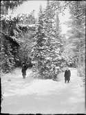 Två män står i snön vid en stor gran, Östhammar, Uppland