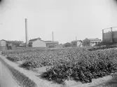 År 1897 startades Linköpings nya gasverk i stadens norra utkant. Det tidigare gasverket låg opassande centralt på Sankt Larsgatan. Bilden visar gasverket stora kål- och ärtodlingar.