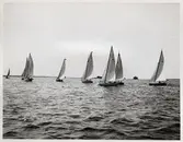 Många segelbåtar på gång.