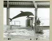 Flipper.