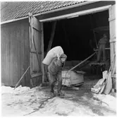 Sundals Ryr, Nyhemmet Bön. Tröskning.