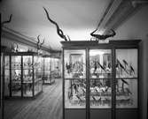 Vänersborgs museum. Afrikanska fågelsalen.