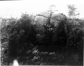 Ugglums bys utmark (byallmänning). Mössebergs Fornborg.