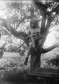 Ruben Liljefors dotter Marit sitter i träd, sannolikt Svensgården, Dalarna
