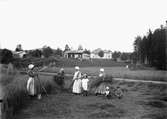 Skördebild från Pålholen, Ytternäs. Fr.v. Hilma Larsson 1885-1964, Britta Halvarsson 1842-1932, Gustava Larsson 1887-1974, Lilly Larsson 1909-1946, Johanna Larsson 1881-1957, David Johansson 1911-, Gunnar Larsson 1911-1991