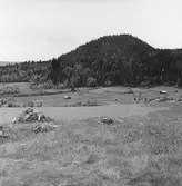 Vy mot Muldusberget från Purastorp, Östmark, ängsmarker med lador.