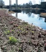 Blomrabatt i stadsträdgården vid Gavleån.