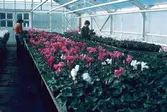Växthus med cyklamen blommor.