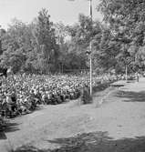 Furuvik

Furuviksparken invigdes pingstdagen 1936.
Folkdanslaget Furuviks Ungdomslag och Barnkabarén blev Furuviksbarnen.

Det är fullsatt under föreställningen










