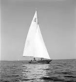 Furuskär

Furuviksparken invigdes pingstdagen 1936.

Segelbåtstävling












