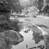 Furuviksparken invigdes pingstdagen 1936.

Nöjesfältet, badplatsen Sandvik och djurparken gjordes iordning.

Flamingo






