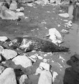 Furuviksparken invigdes pingstdagen 1936.

Nöjesfältet, badplatsen Sandvik och djurparken gjordes iordning.

Säl






