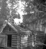 Furuviksparken invigdes pingstdagen 1936.

Nöjesfältet, badplatsen Sandvik och djurparken gjordes iordning.

Killingar på taket






