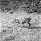 Furuviksparken invigdes pingstdagen 1936.

Nöjesfältet, badplatsen Sandvik och djurparken gjordes iordning.

Hjortdjur






