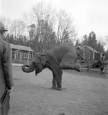 Furuviksparken invigdes pingstdagen 1936.
Nöjesfältet, badplatsen Sandvik och djurparken gjordes iordning.

Taku står på frambenen







