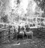 Furuviksparken invigdes pingstdagen 1936.

Nöjesfältet, badplatsen Sandvik och djurparken gjordes i ordning.

Lamadjur

