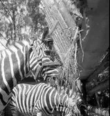 Furuviksparken invigdes pingstdagen 1936.

Nöjesfältet, badplatsen Sandvik och djurparken gjordes i ordning.

1950 var ett år då Furuviksparken investerade kraftigt. Massor av djur - däribland Zebror köptes in.
