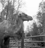 Furuviksparken invigdes pingstdagen 1936.

Nöjesfältet, badplatsen Sandvik och djurparken gjordes i ordning.

Kamelen blickar ut över parken
