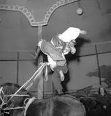 Furuvik
Folkdanslaget Furuviks Ungdomslag och Barnkabarén blev Furuviksbarnen.
Cirkusbyggnaden Teater-cirkus med ca 600 platser, uppförd 1940
Furuviksbarnen tränar inför turnén













