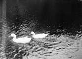 Ankor simmar i vattnet, sannolikt i Sverige