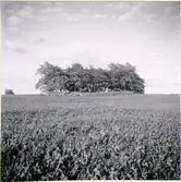 Hångers kyrkoplats. Hångers ödekyrkogård.