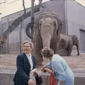 De Asiatiska elefanterna vid elefanthuset på Skansen. Barn och vuxna besökare.