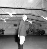 Godsägare Söderhjelm, elevuppvisning i ridhuset.
