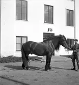 Godsägare Söderhjelm, Tolvfors Stuteri

