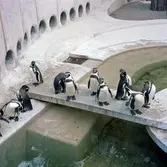 Pingviner på Skansen.
Humboldtpingviner (Spheniscus humboldti). Anläggningen invigdes i maj 1963, och var ritad av stadsträdgårdsmästare Holger Blom. För övrigt den första anläggningen i Europa med undervattensfönster till sjölejon och pingviner.