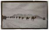 Persien. En kamelkaravan passerar ett snötäckt bergspass.