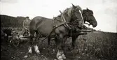 Karl Snygg med sin potatismaskin spänd bakom två hästar.