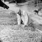 Halmtaksläggning Oktorpsgården, Skansen, 1965