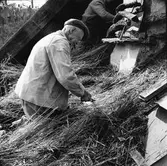 Halmtaksläggning Oktorpsgården, Skansen, 1965