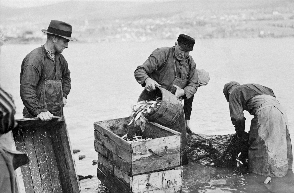 Notfiske etter lågåsild (Coregonus albula) ved Mjøsas vestre bredd i Vingrom, i daværende Fåberg herred.  Fotografiet skal være fra begynnelsen av 1930-åra.  Vi ser Erik Hoff som øser fisk opp i ei trekasse ved hjelp av en «åtting», mens to andre fiskere holdt nota med den øvrige fangsten i vannet i strandsonen.  Til venstre sto Gunnar Engeseth klar med ei fiskekasse som var klar til bruk.  Nota var et finmasket innstengingsredskap, der «bundingen» var forsterket med hampetau, en «søkketennol» nederst og en «flætennol» øverst.  Førstnevnte var, som navnet antyder, utstyrt med søkker, mens flætennolen hadde flyteelementer, noe som skulle få nota til å stå som en vegg i vannmassene.  Der flætennolen og søkketennolen møttes i notas tverrender var det festet 40 til 60 meter lange tau.  Når nota skal kastes, ble den lagt i «åfløya», den flatbotnete båttypen som var vanlig i dette området.   Noen karer på land holdt i endetauet «stilltauet»), mens «settaren» kastet nota over akterenden «plitten» på båten og «bøleren» først rodde ut fra elvebredden, deretter innover igjen litt lengre nede, slik at nota ble stående som en U i vannmassene.  Når bøleren og setteren kom til lands igjen, overlot de «åfløytauet» til andre fiskere, som deretter dro nota mot land uten at den fisken som var innestengt av nota fikk muligheter til å unnslippe.  Etter hvert som stadig mer av «bundingen» nærmet seg land, ble fangsten stadig mer konsentrert, og når den kom inn i strandsonen kunne lågåsilda etter hvert øses opp i trekasser.