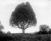 En fridlyst jätteen utanför Drömminge, Voxtorps socken, Värnamo.